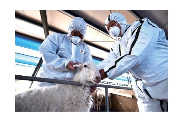 山东省扎实推进春季重大动物疫病防控工作